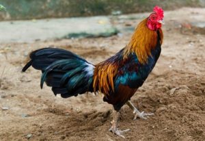 Gà tre thuần chủng