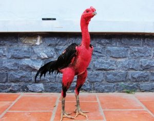 ga noi thuan chung 1